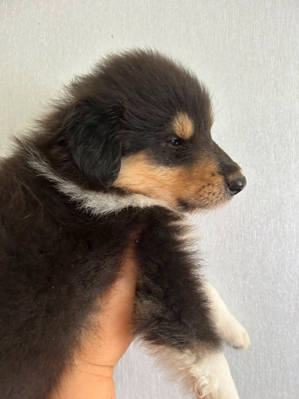 Chiot N°4 black panthère