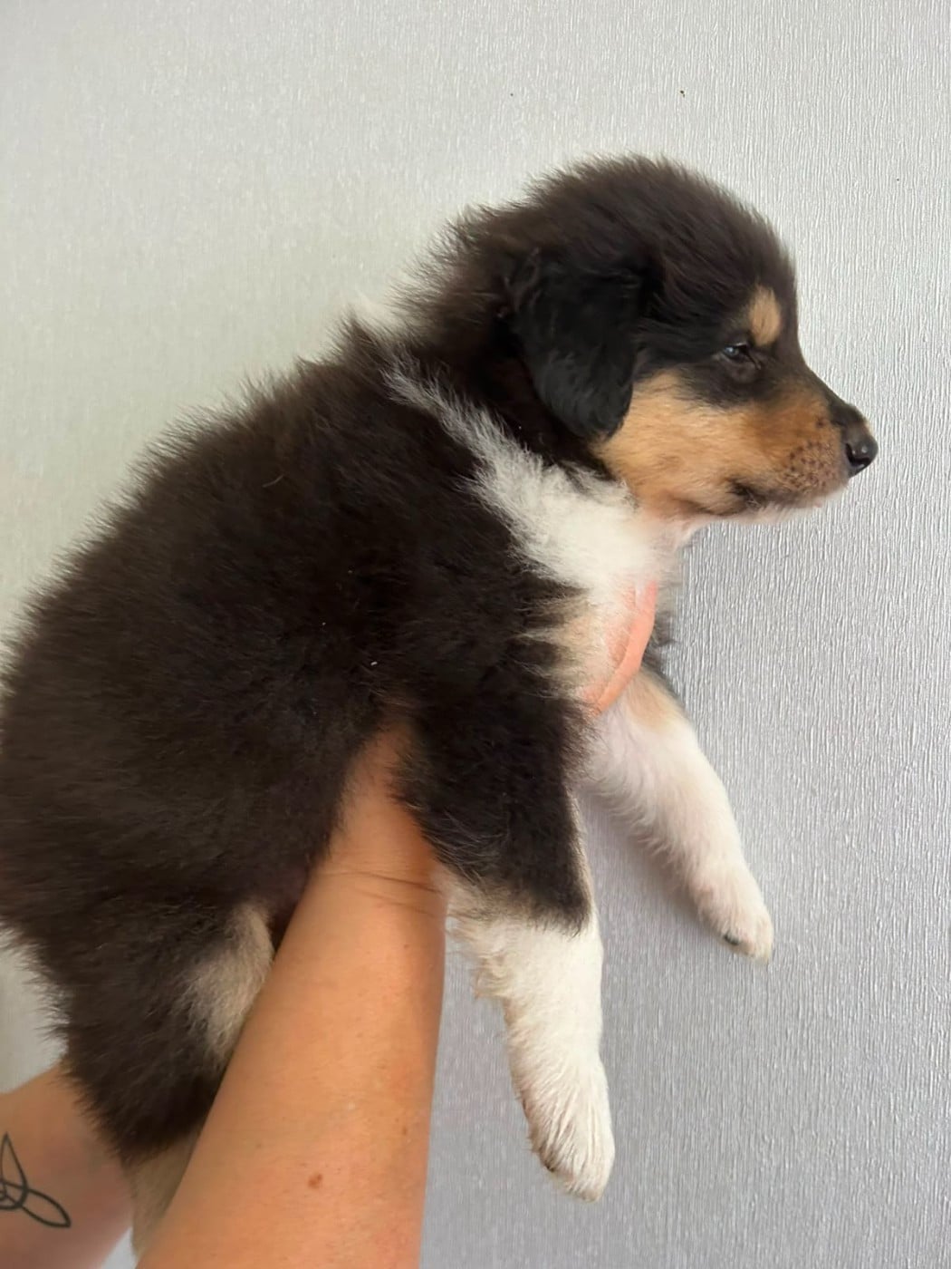 Chiot N°4 black panthère