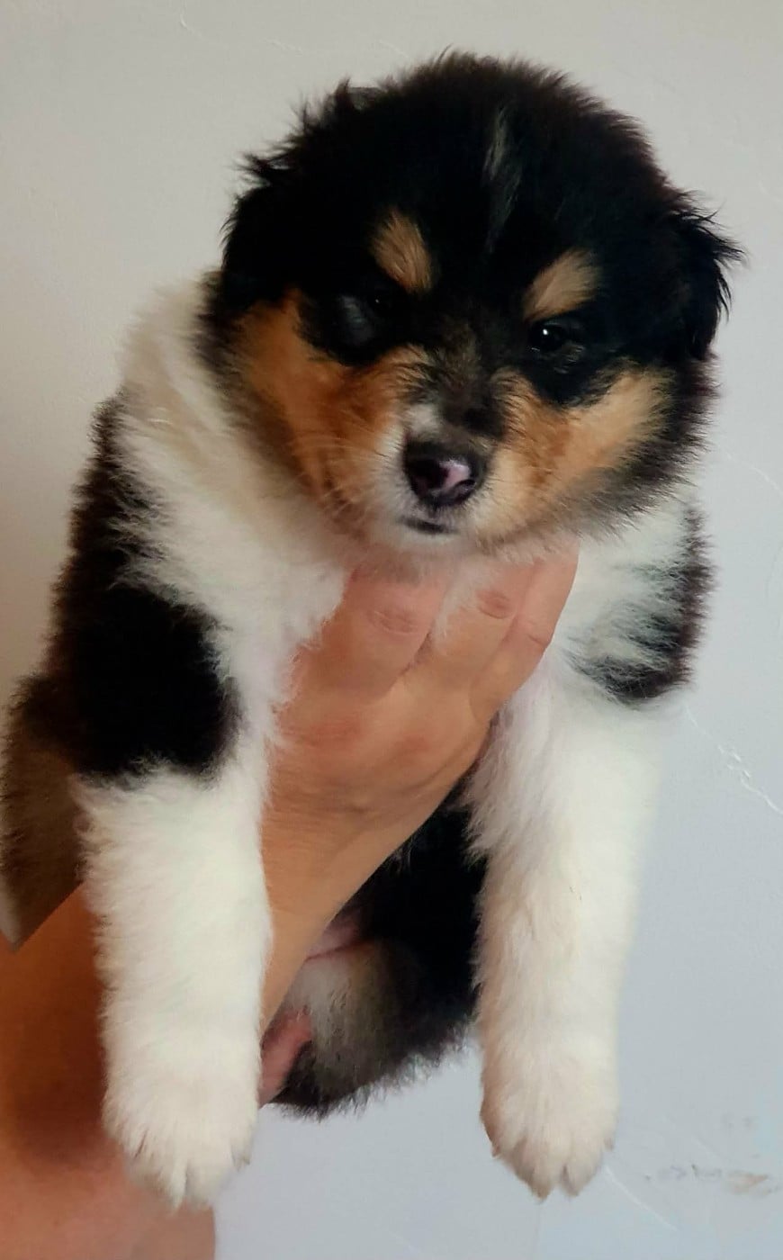 Chiot N°5 bella