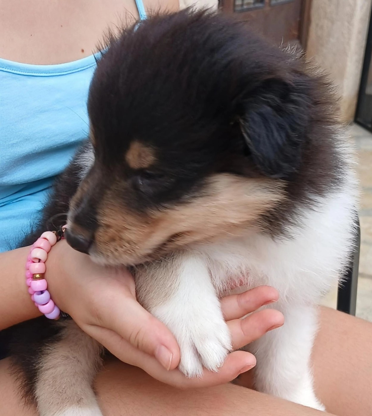 Chiot N°2 Billy night