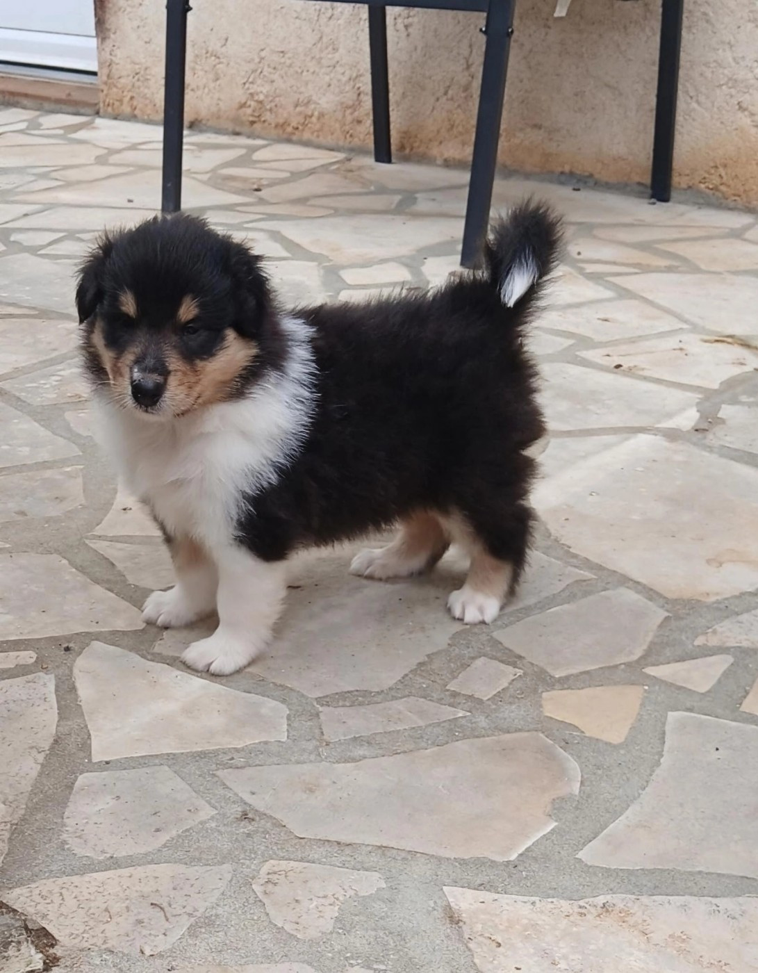Chiot N°2 Billy night