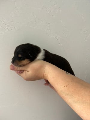 Les chiots de Colley à poil long