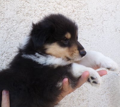 Les chiots de Colley à poil long