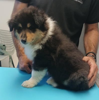 Les chiots de Colley à poil long