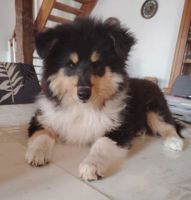 Les chiots de Colley à poil long