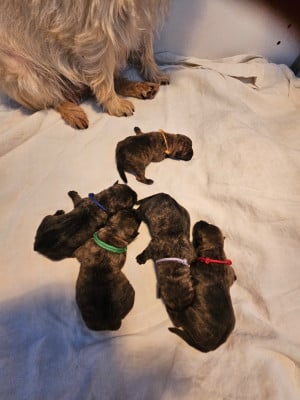 Collier parme - Cairn Terrier