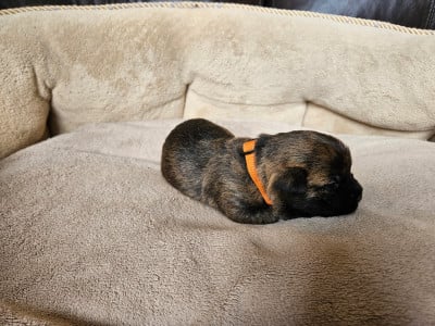Les chiots de Cairn Terrier