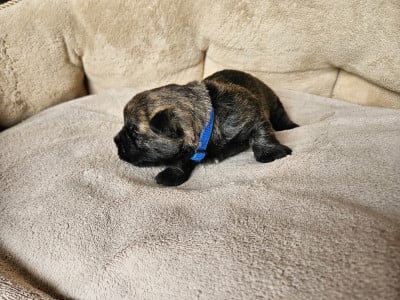 Les chiots de Cairn Terrier