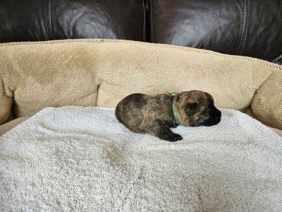 Les chiots de Cairn Terrier