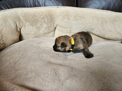 Les chiots de Cairn Terrier