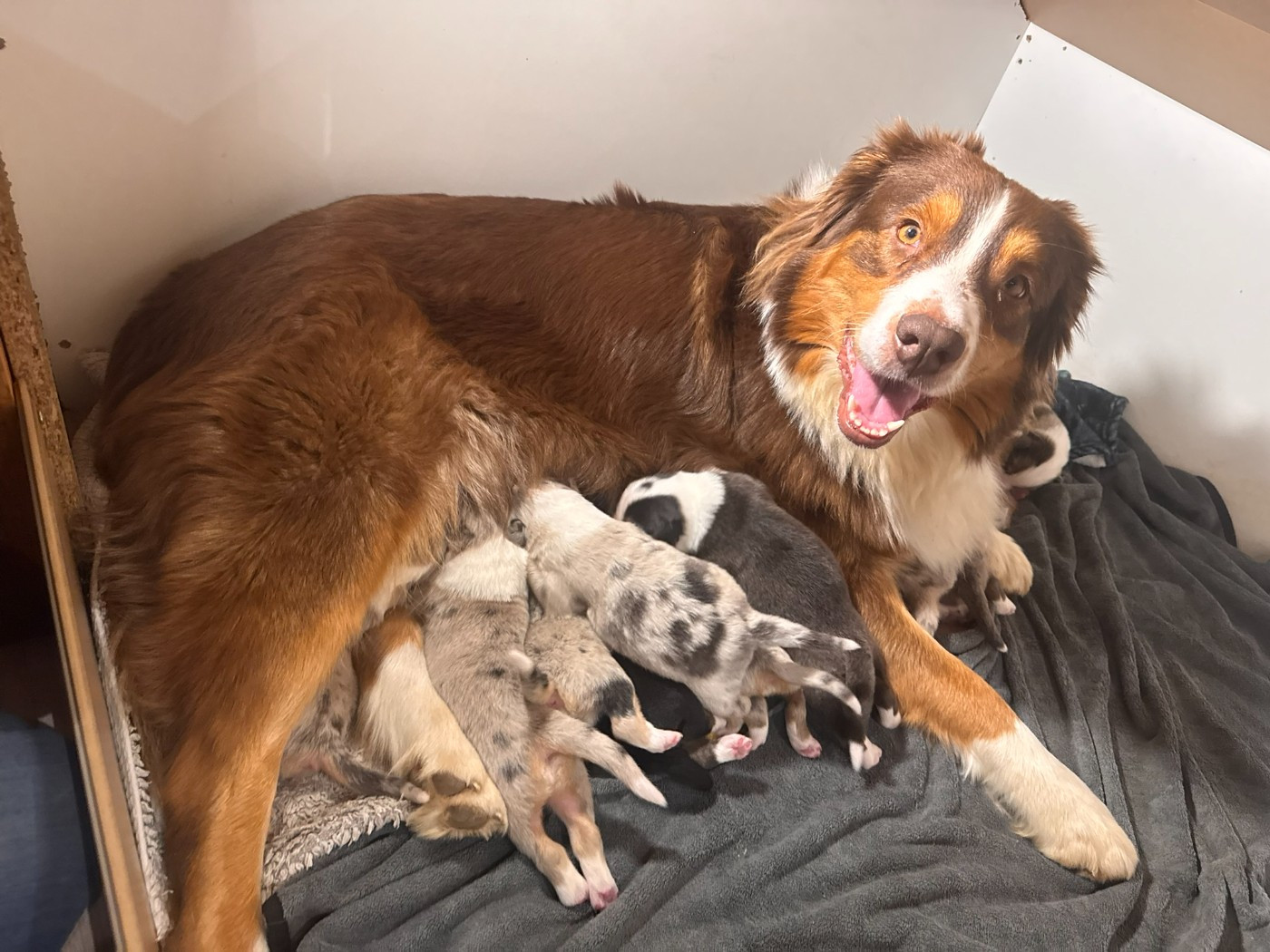 Berger Australien - De La Vallée Champsaurine