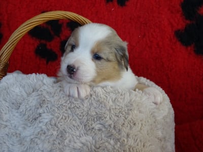 Les chiots de Berger Australien
