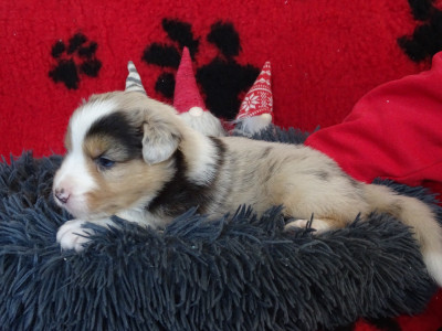 Les chiots de Berger Australien