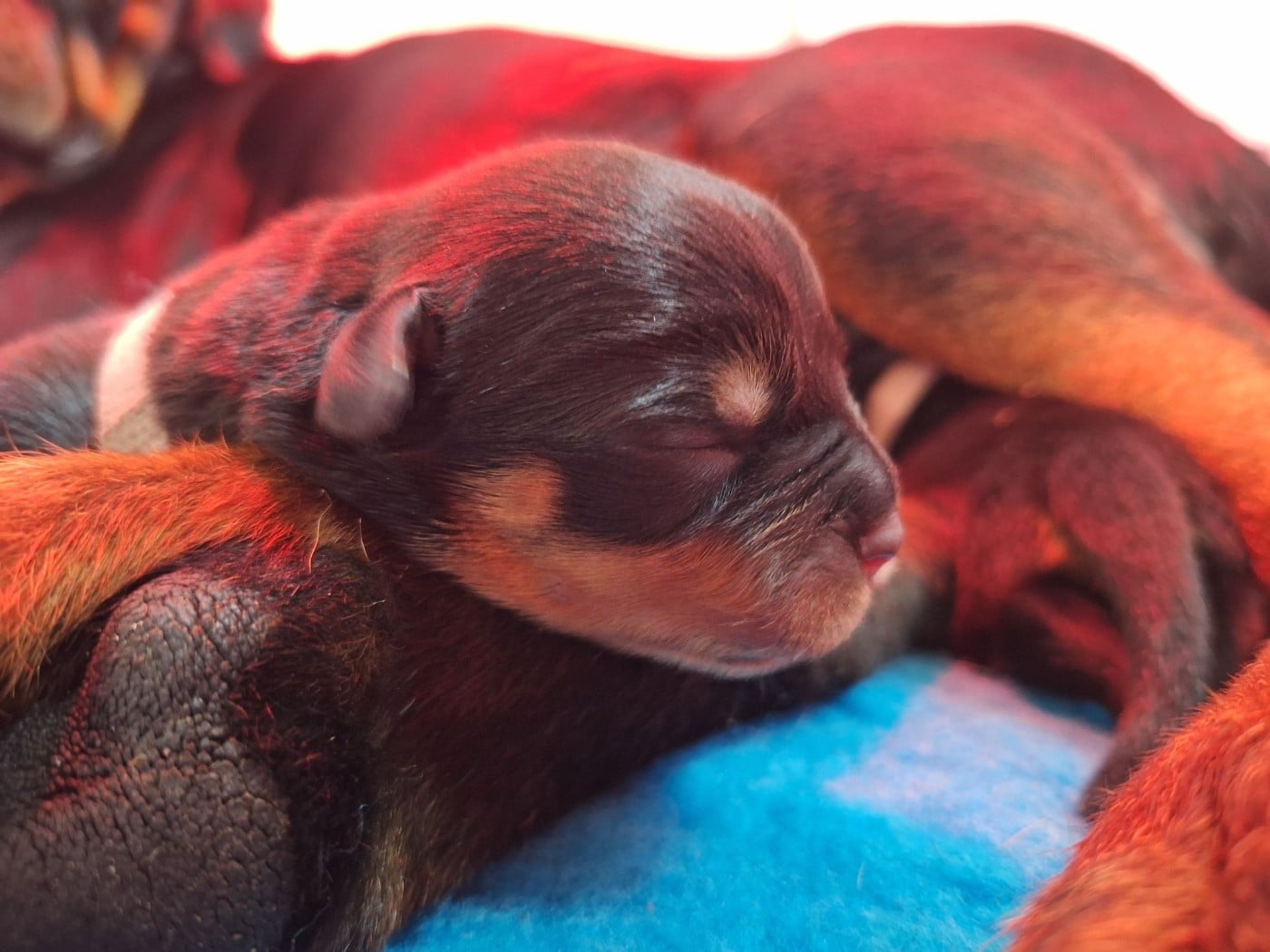 CHIOT 1 - Rottweiler