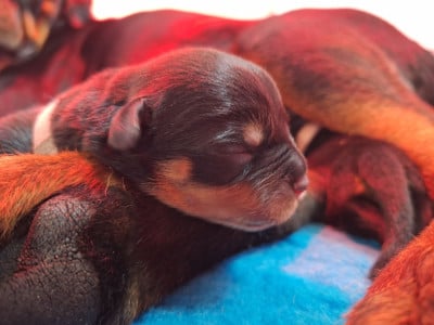 Les chiots de Rottweiler