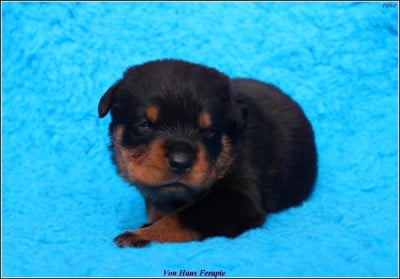 Les chiots de Rottweiler