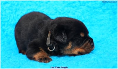 Les chiots de Rottweiler