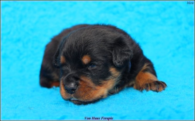 Les chiots de Rottweiler