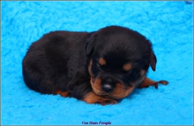 Les chiots de Rottweiler