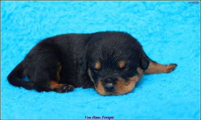 Les chiots de Rottweiler