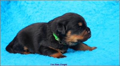 Les chiots de Rottweiler