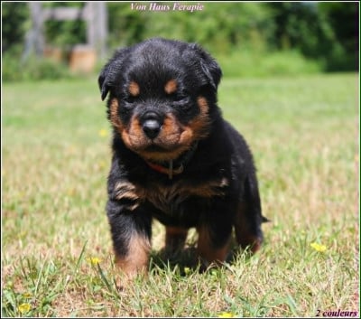 Les chiots de Rottweiler