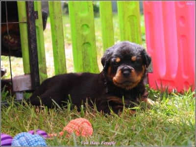 Les chiots de Rottweiler