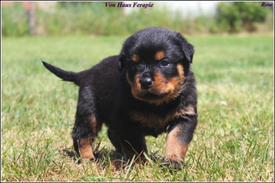 Les chiots de Rottweiler