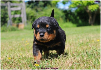 Les chiots de Rottweiler
