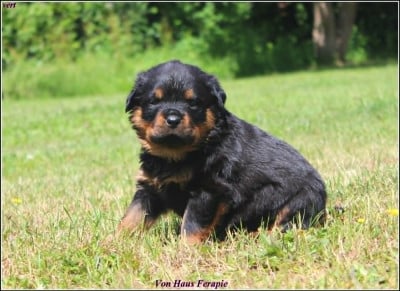 Les chiots de Rottweiler