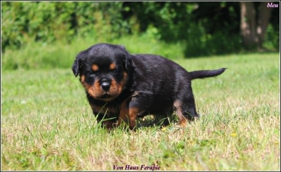Les chiots de Rottweiler