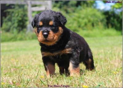 Les chiots de Rottweiler