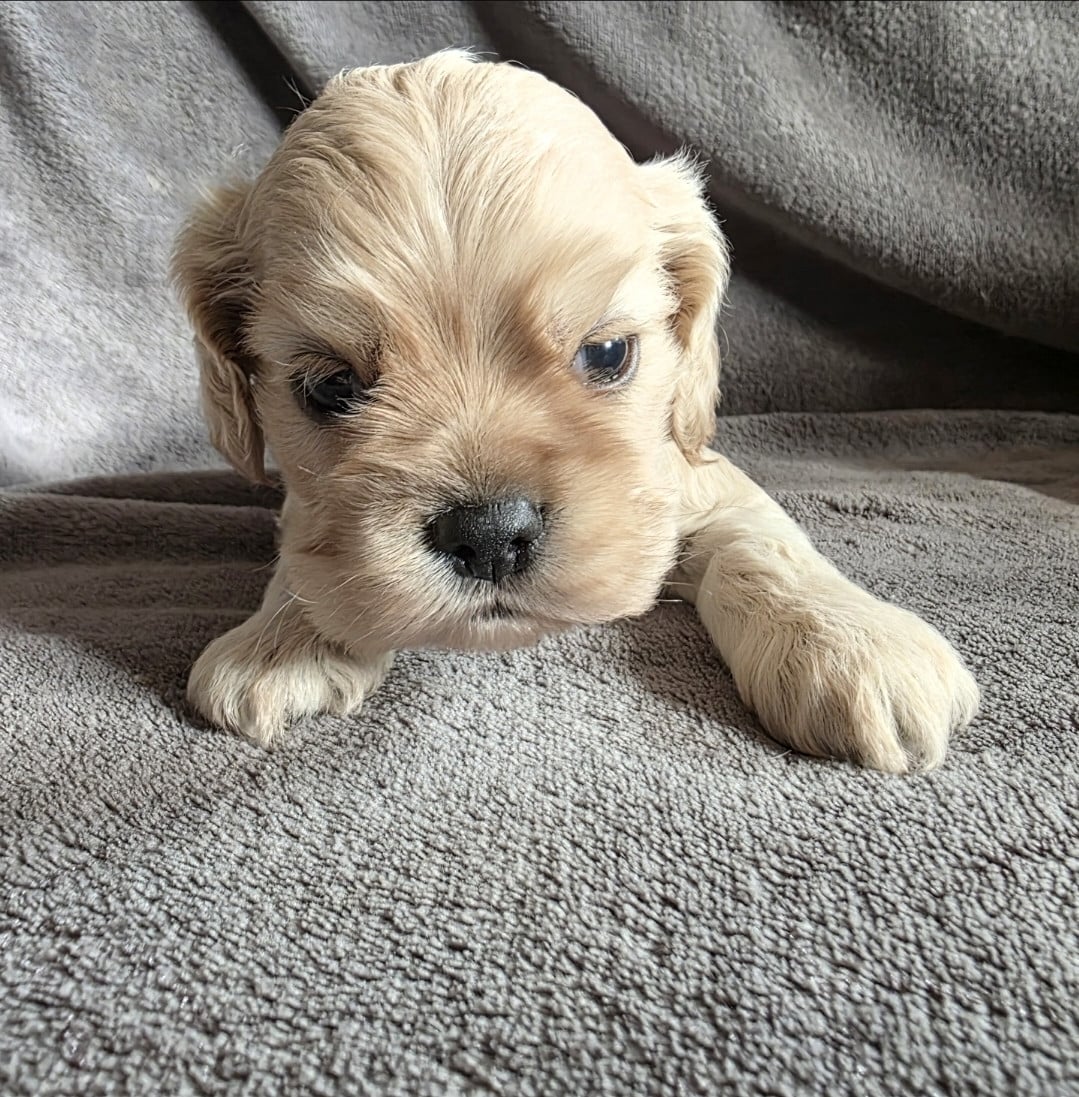 1 - American Cocker Spaniel