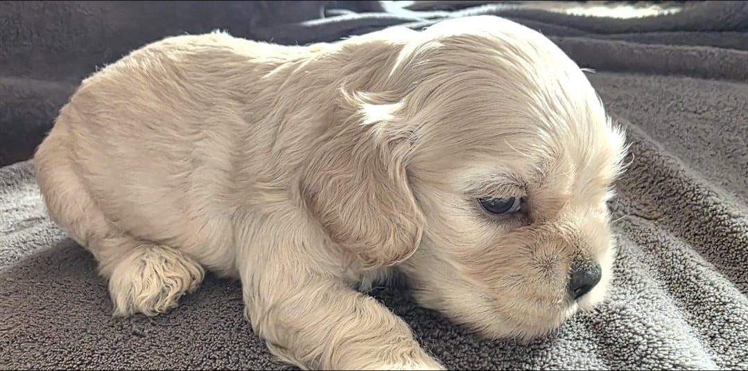 4 - American Cocker Spaniel
