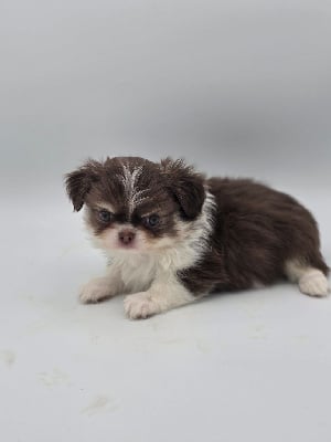 Les chiots de Chihuahua