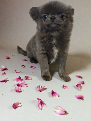 Les chiots de Chihuahua