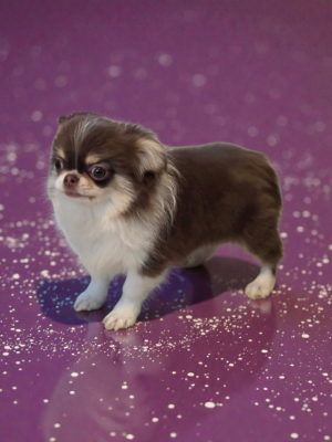 Les chiots de Chihuahua