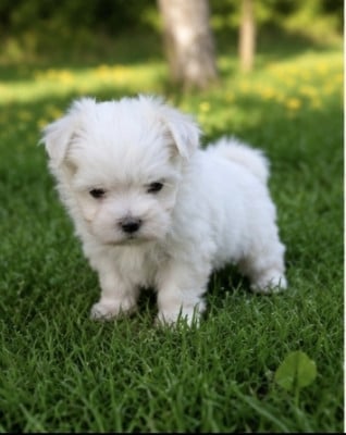 Les chiots de Bichon maltais