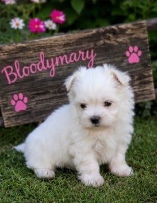 Les chiots de Bichon maltais