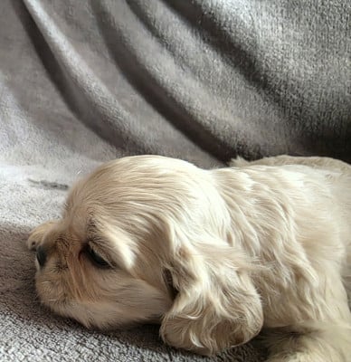 Les chiots de American Cocker Spaniel