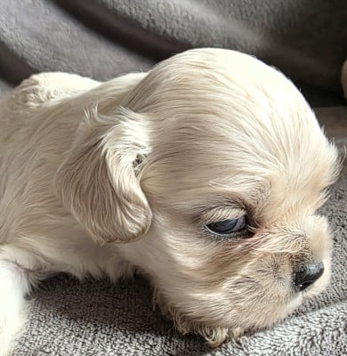 Les chiots de American Cocker Spaniel