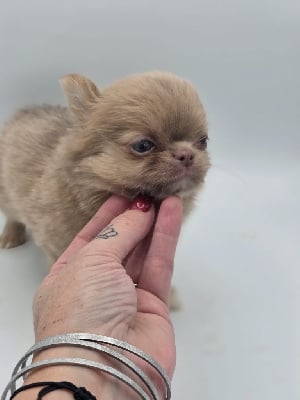 Les chiots de Chihuahua