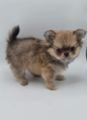 Les chiots de Chihuahua