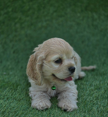 Les chiots de American Cocker Spaniel