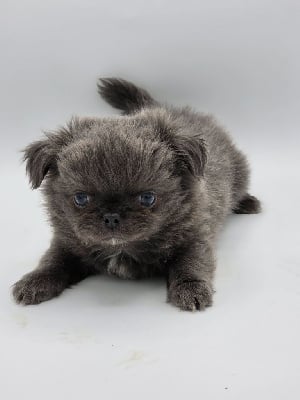 Les chiots de Chihuahua