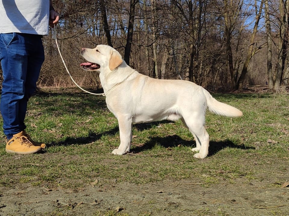 CH. VEGAS PATI ZAKO I LABUSIE