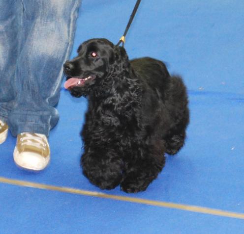 Dark angel (dite daïquiri) du domaine des matalis