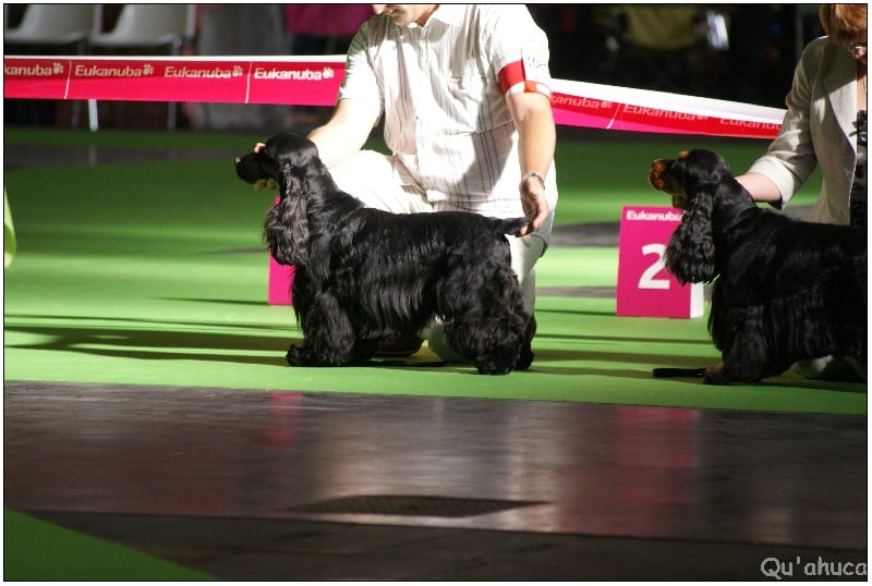 Cachou du domaine des matalis