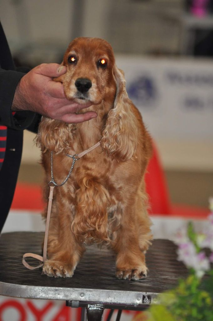 First lady (dite fidji) du domaine des matalis - 1 er excellent - BOB Vétéran