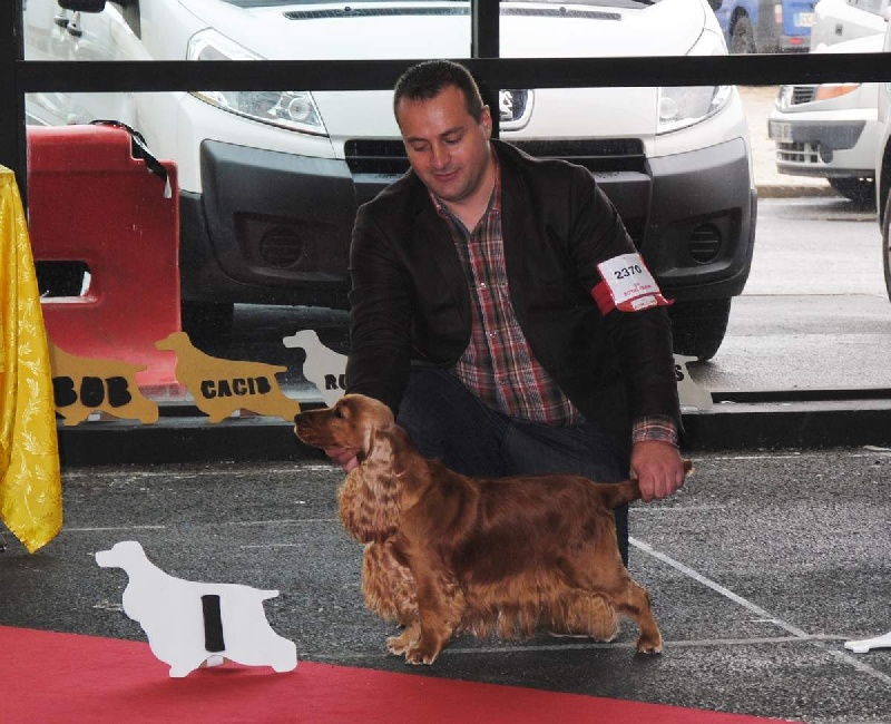 First lady (dite fidji) du domaine des matalis - 1° Excellent - Classe ouverte